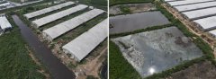 滨州沾化：岔河屋子附近养殖场粪便直排，当地